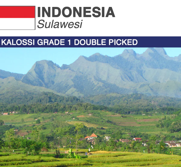 Indonesia Sulawesi Kalossi Grade 1